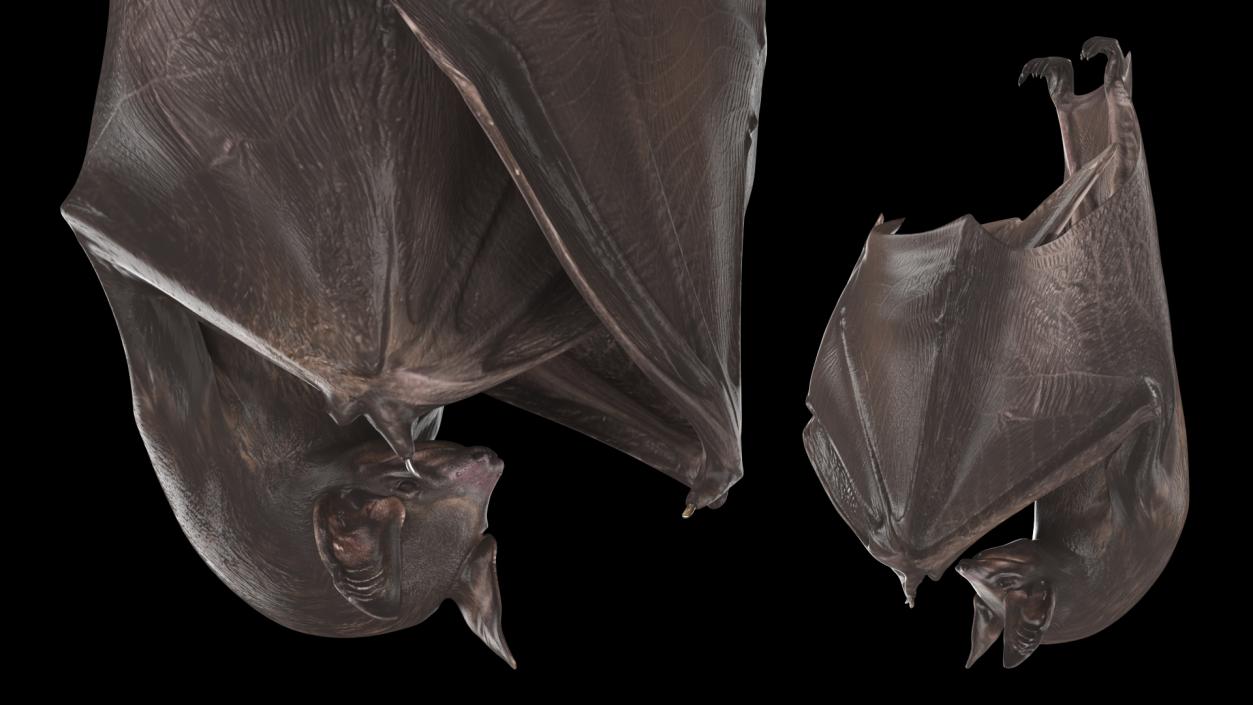 Hanging Black Bat 3D