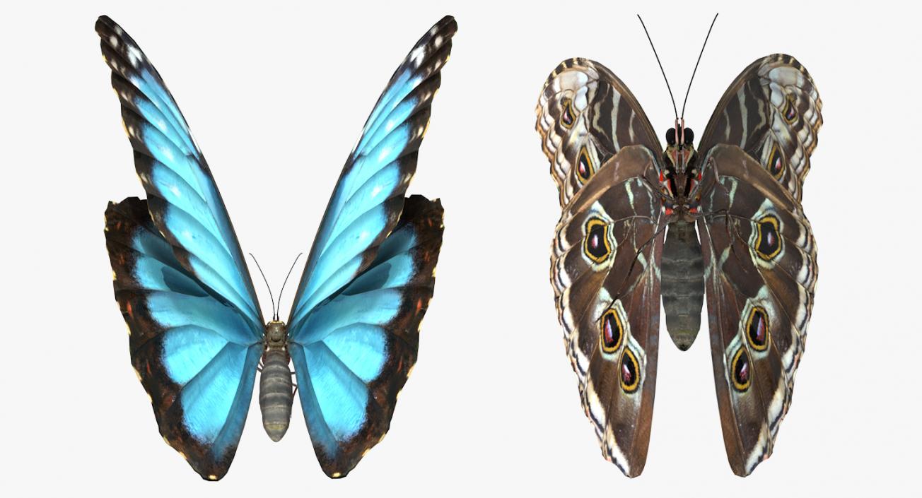 3D model Peleides Blue Morpho Butterfly