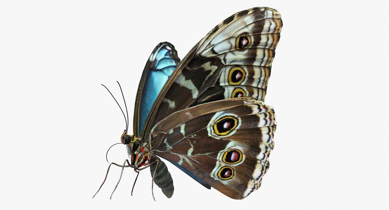 3D model Peleides Blue Morpho Butterfly