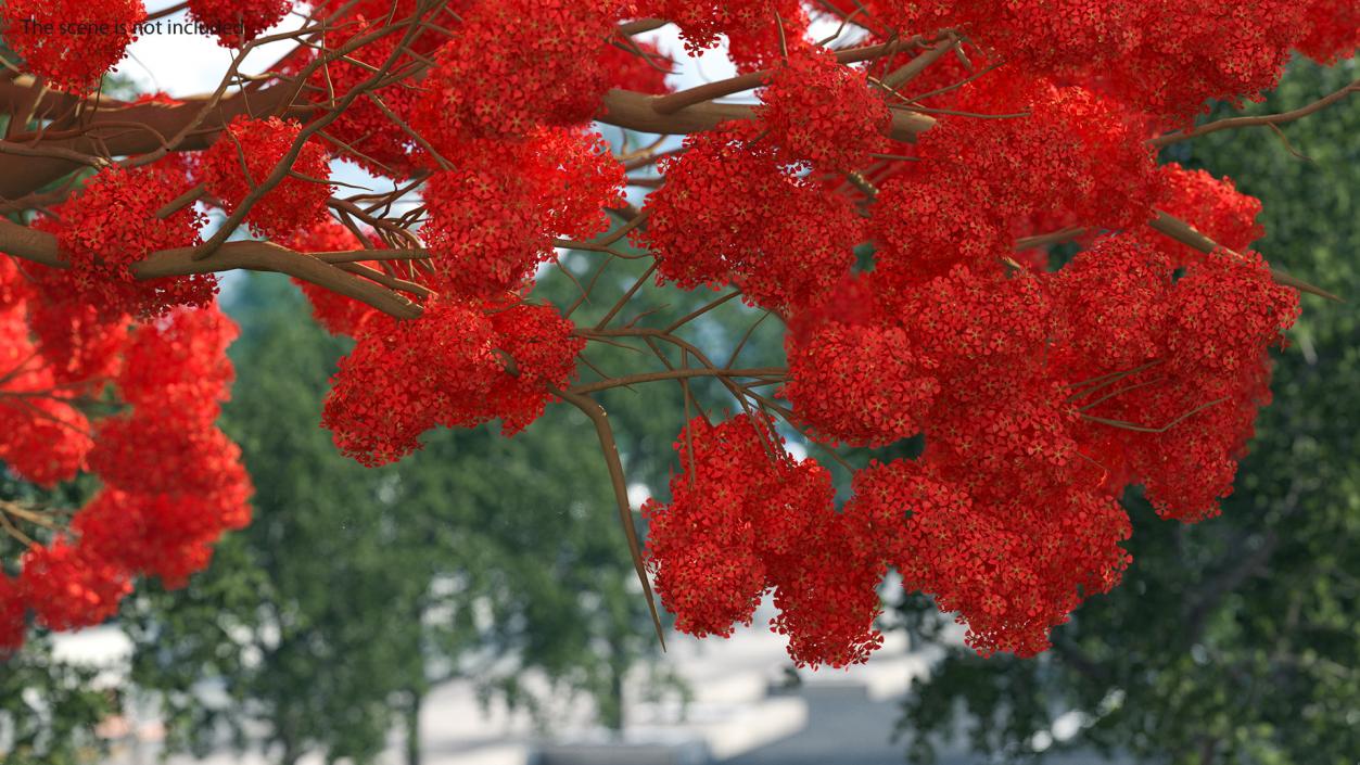 3D Royal Poinciana Flame Tree