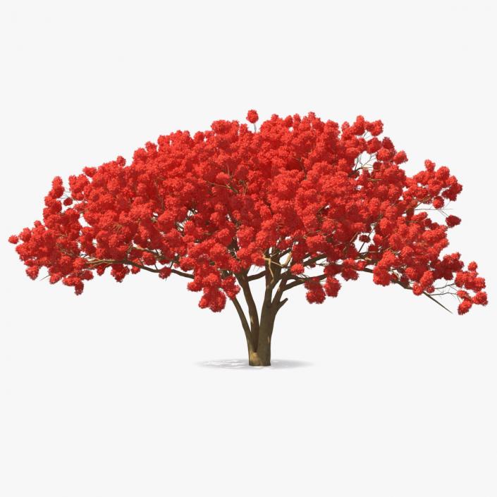 3D Royal Poinciana Flame Tree