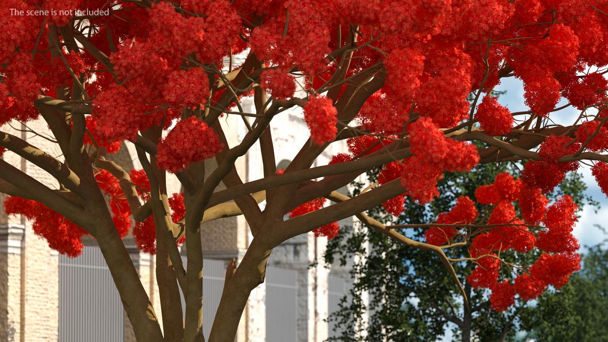 3D Royal Poinciana Flame Tree