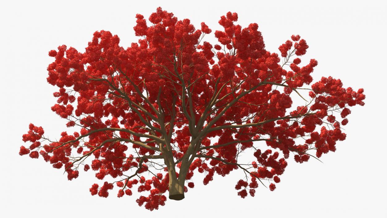 3D Royal Poinciana Flame Tree