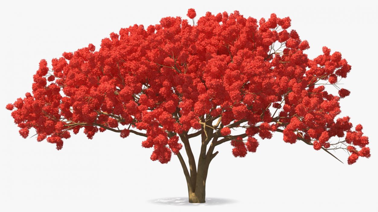 3D Royal Poinciana Flame Tree