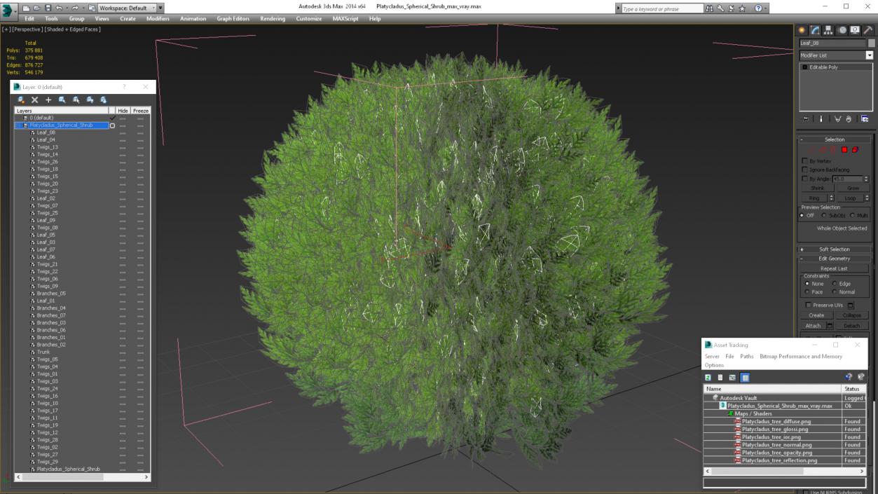 Platycladus Spherical Shrub 3D