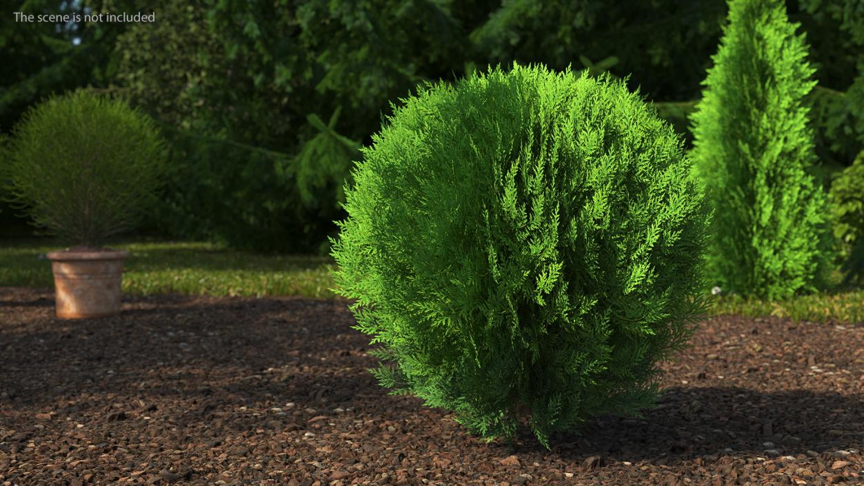 Platycladus Spherical Shrub 3D