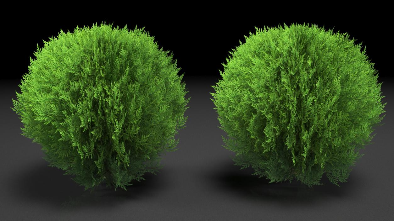 Platycladus Spherical Shrub 3D