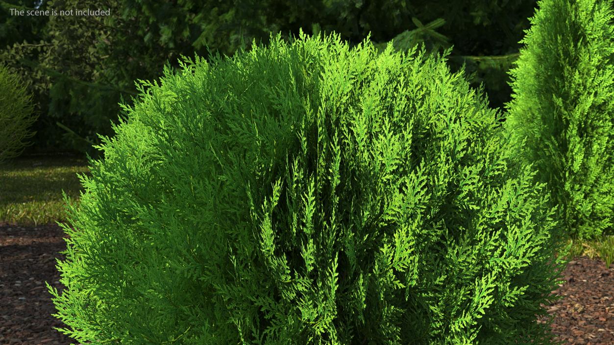 Platycladus Spherical Shrub 3D