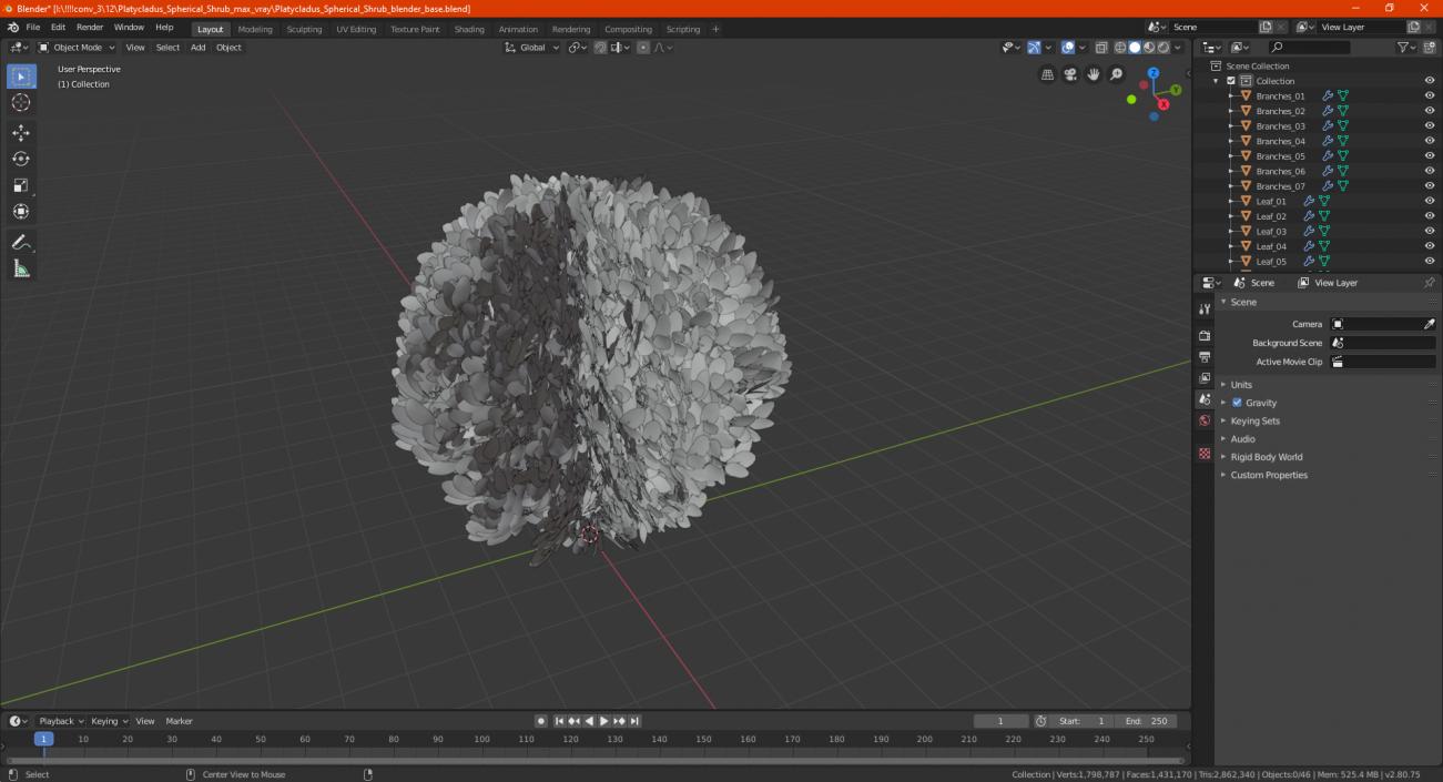 Platycladus Spherical Shrub 3D