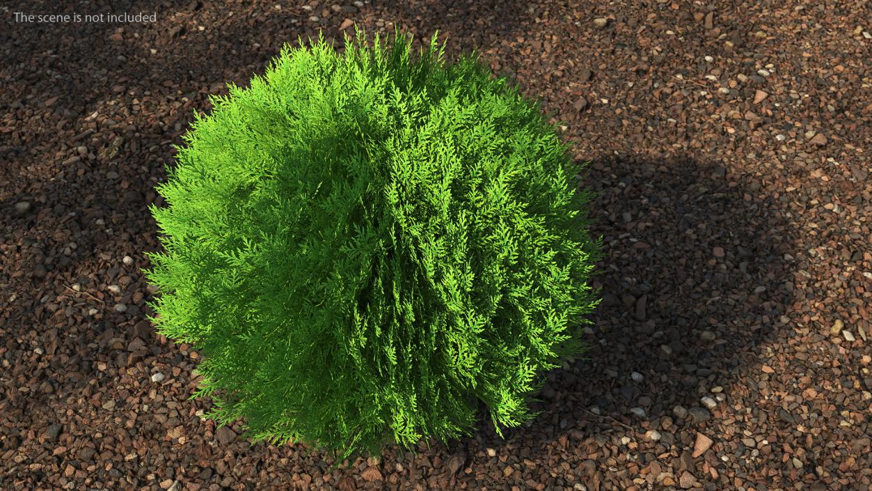 Platycladus Spherical Shrub 3D