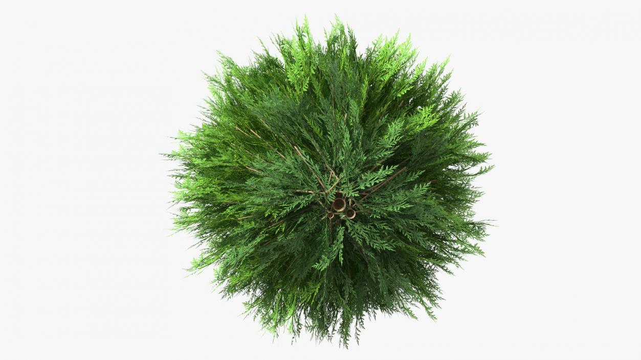 Platycladus Spherical Shrub 3D