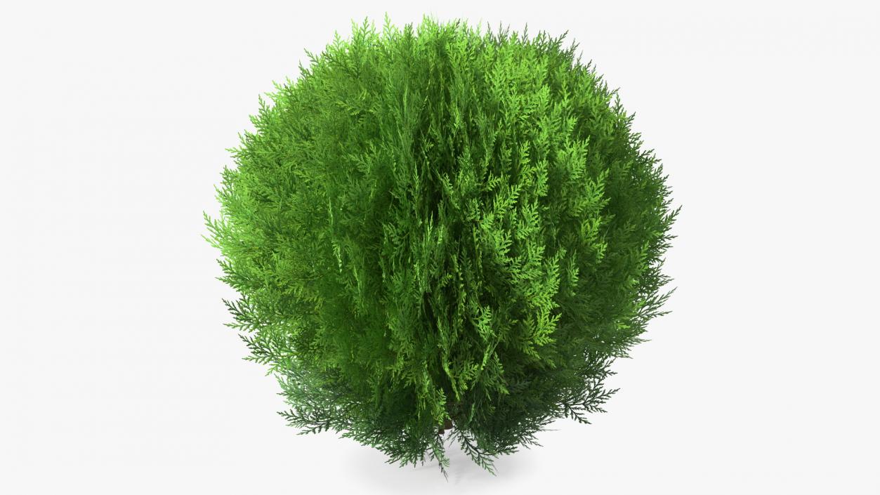 Platycladus Spherical Shrub 3D