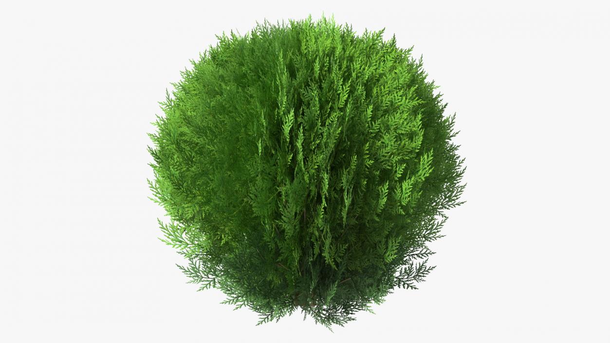 Platycladus Spherical Shrub 3D