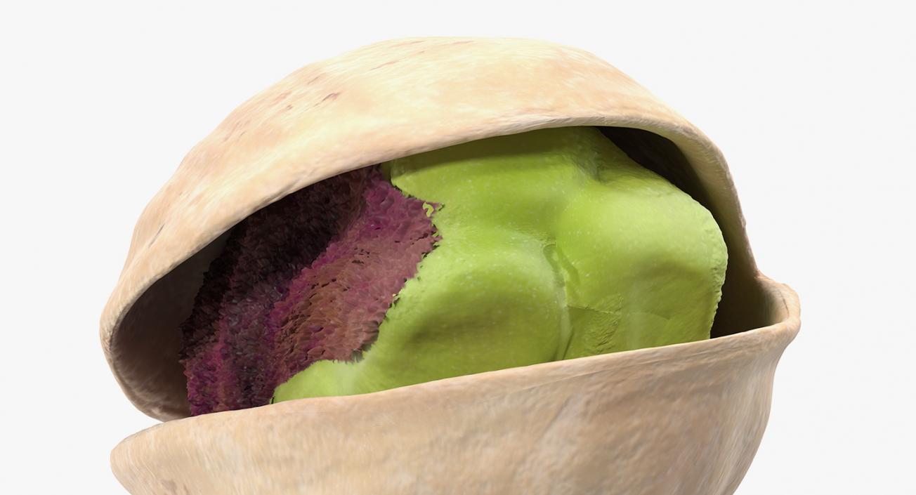 Roasted Opened Pistachio 3D model