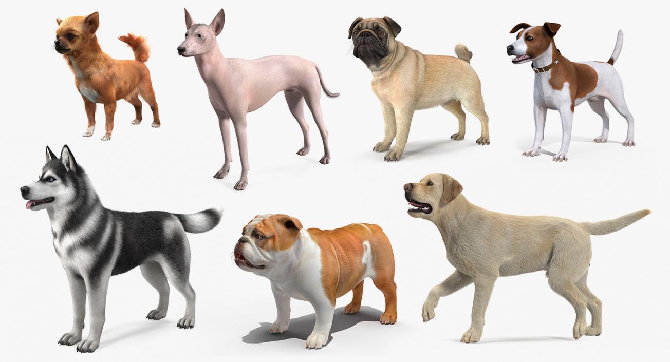 Dogs Collection 6 3D