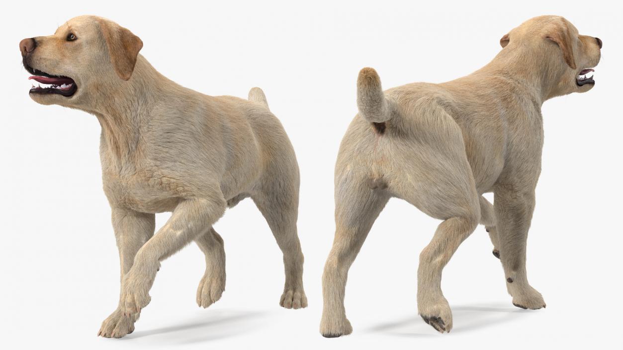 Dogs Collection 6 3D