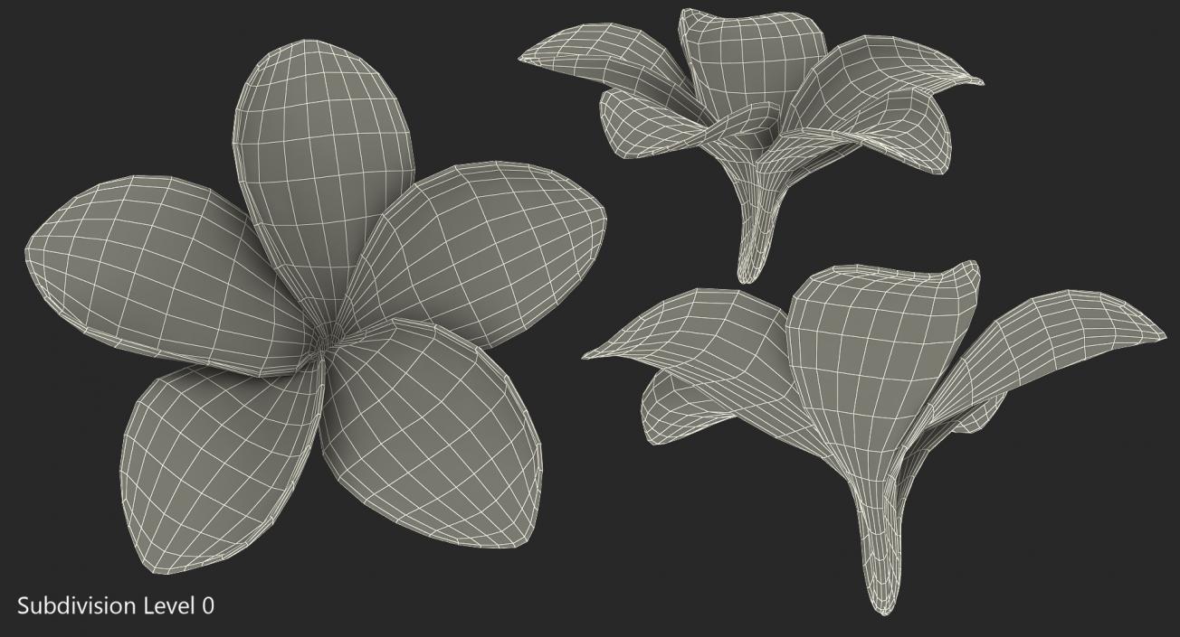 Plumeria Exotic Flower 3D