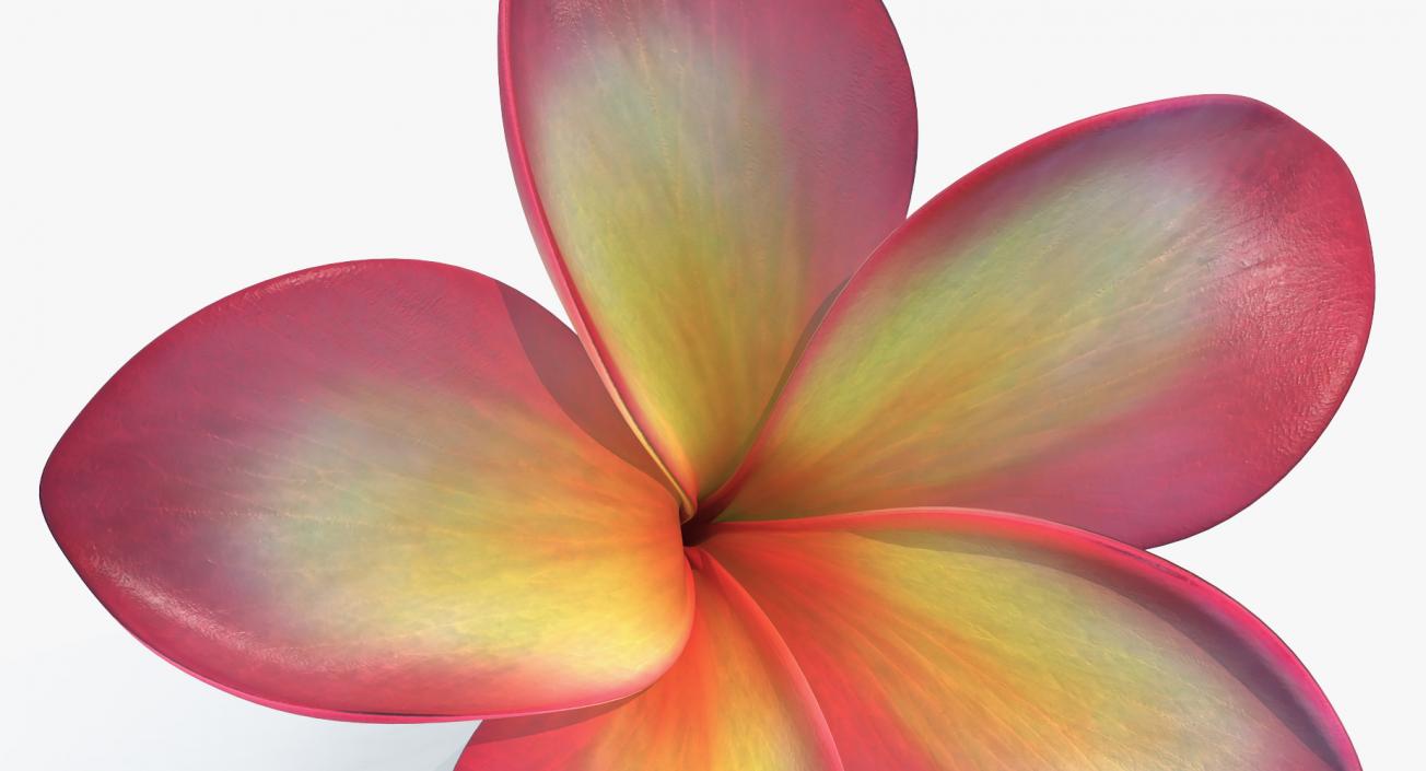 Plumeria Exotic Flower 3D