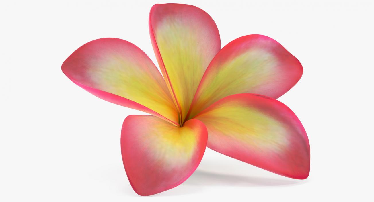 Plumeria Exotic Flower 3D