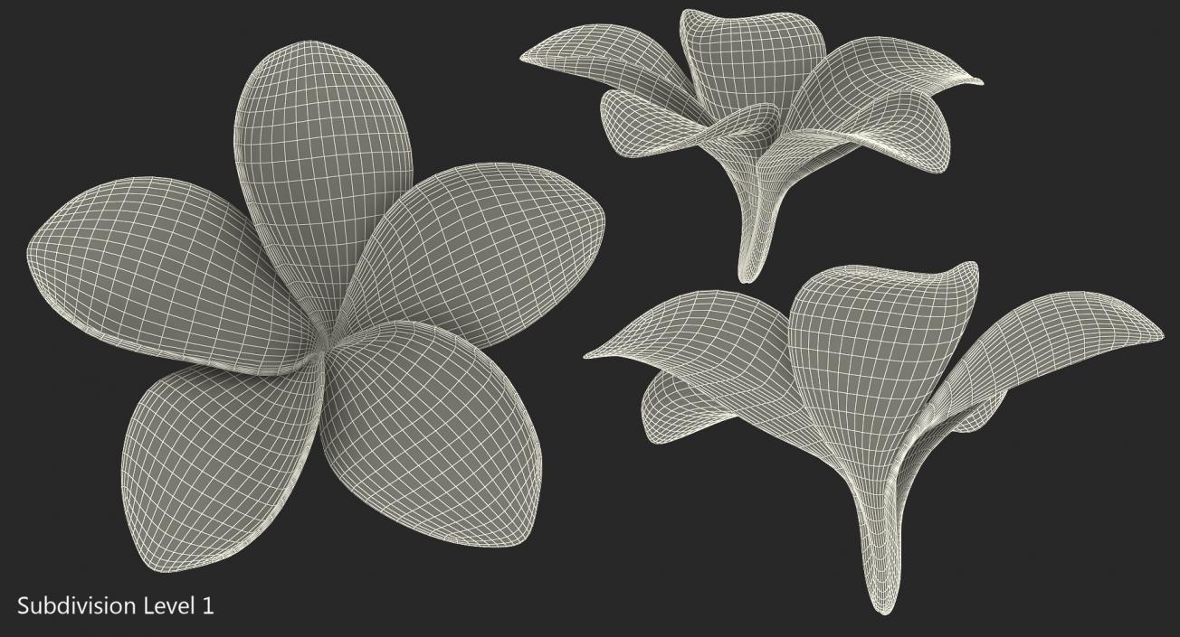 Plumeria Exotic Flower 3D