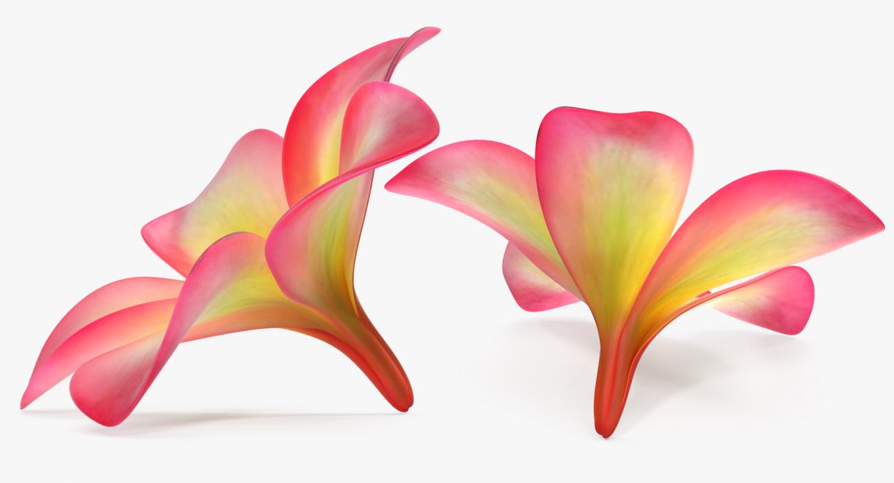 Plumeria Exotic Flower 3D