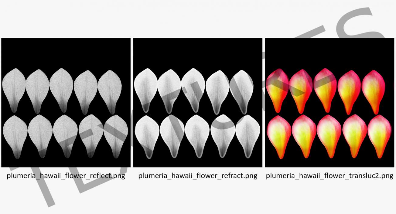 Plumeria Exotic Flower 3D