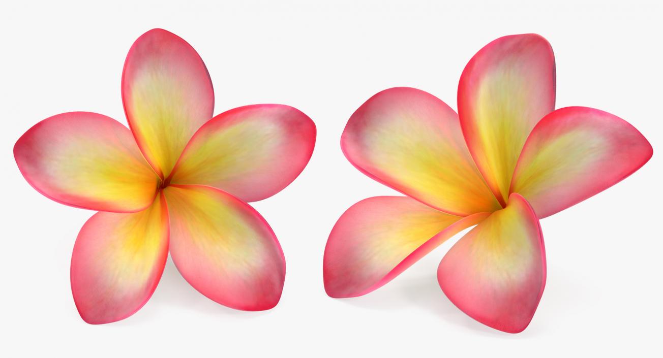 Plumeria Exotic Flower 3D