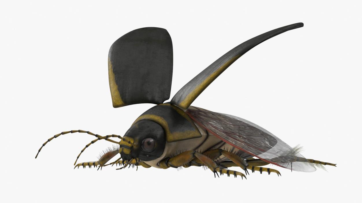 3D Insect Water Beetle Brown Rigged for Maya