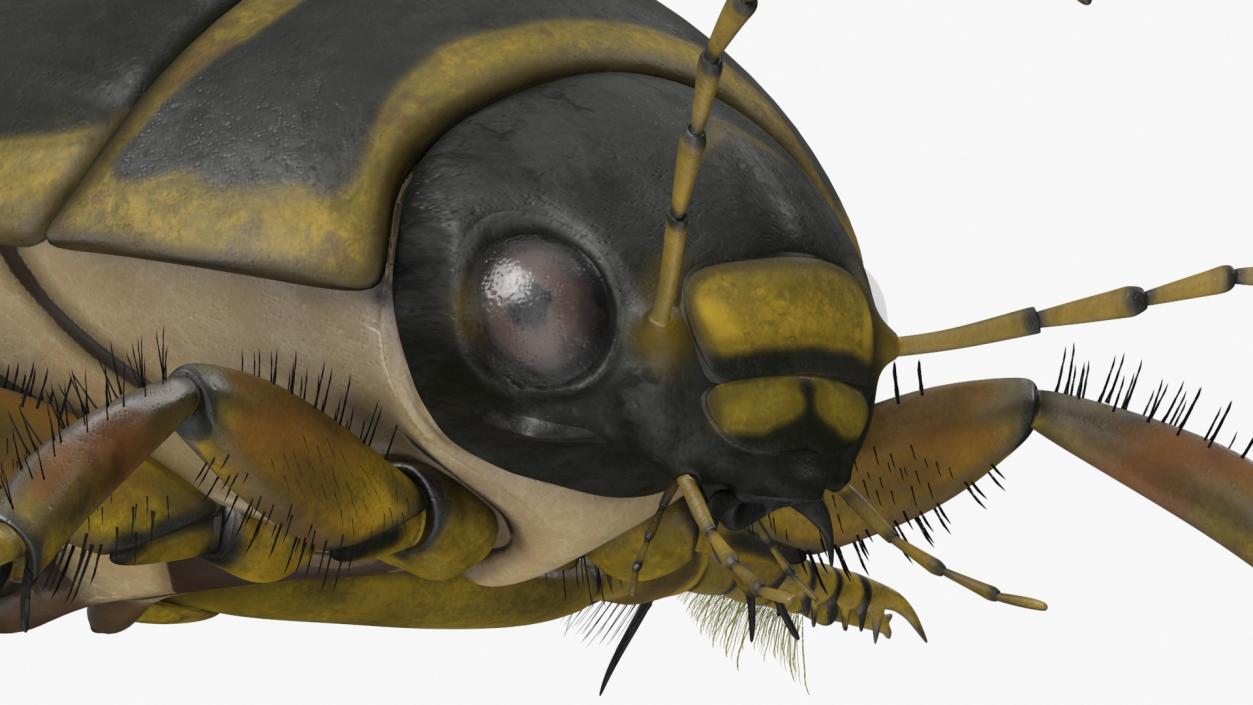 3D Insect Water Beetle Brown Rigged for Maya