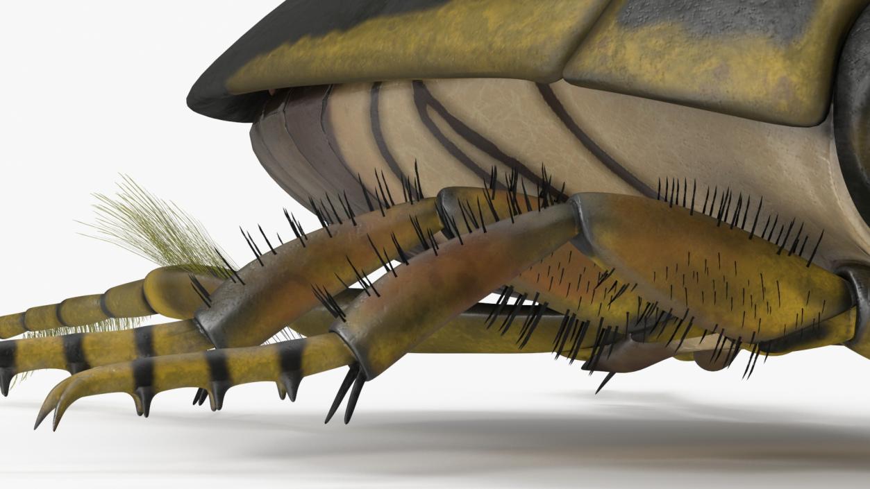 3D Insect Water Beetle Brown Rigged for Maya