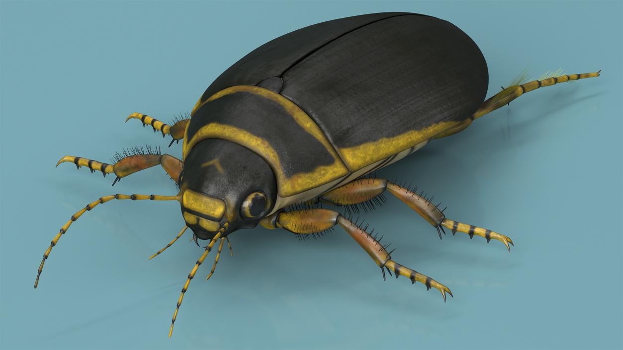 3D Insect Water Beetle Brown Rigged for Maya