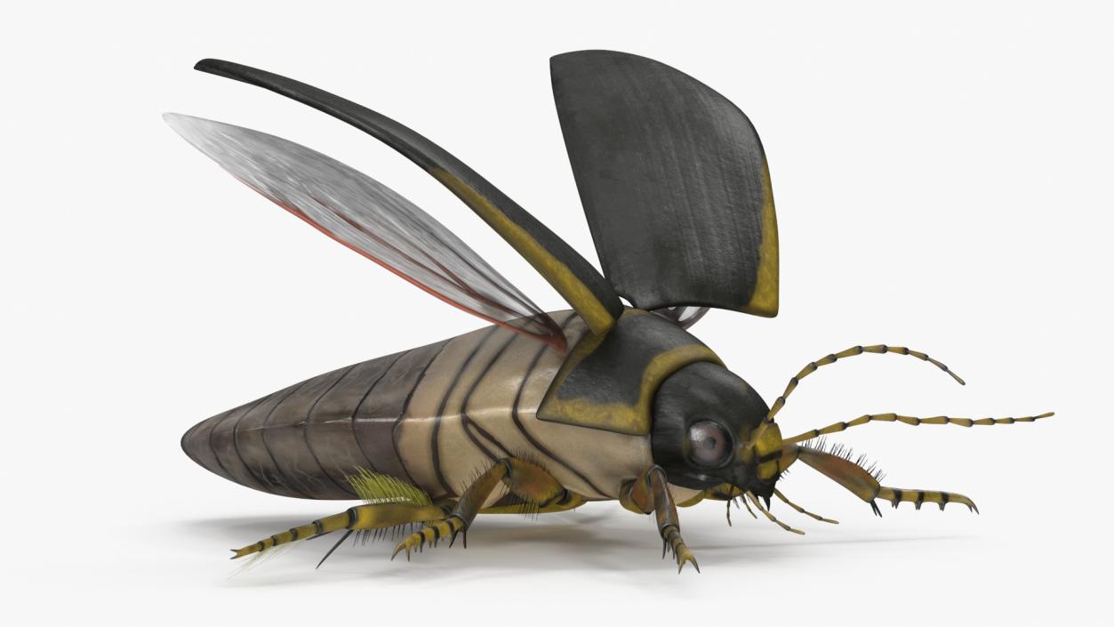 3D Insect Water Beetle Brown Rigged for Maya