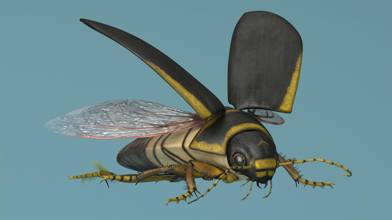 3D Insect Water Beetle Brown Rigged for Maya