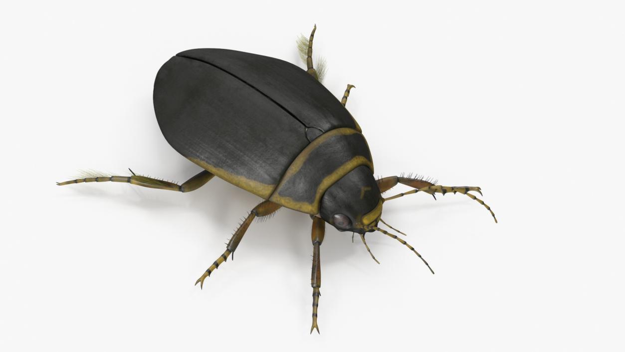 3D Insect Water Beetle Brown Rigged for Maya