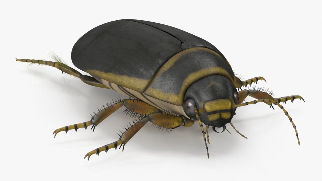 3D Insect Water Beetle Brown Rigged for Maya