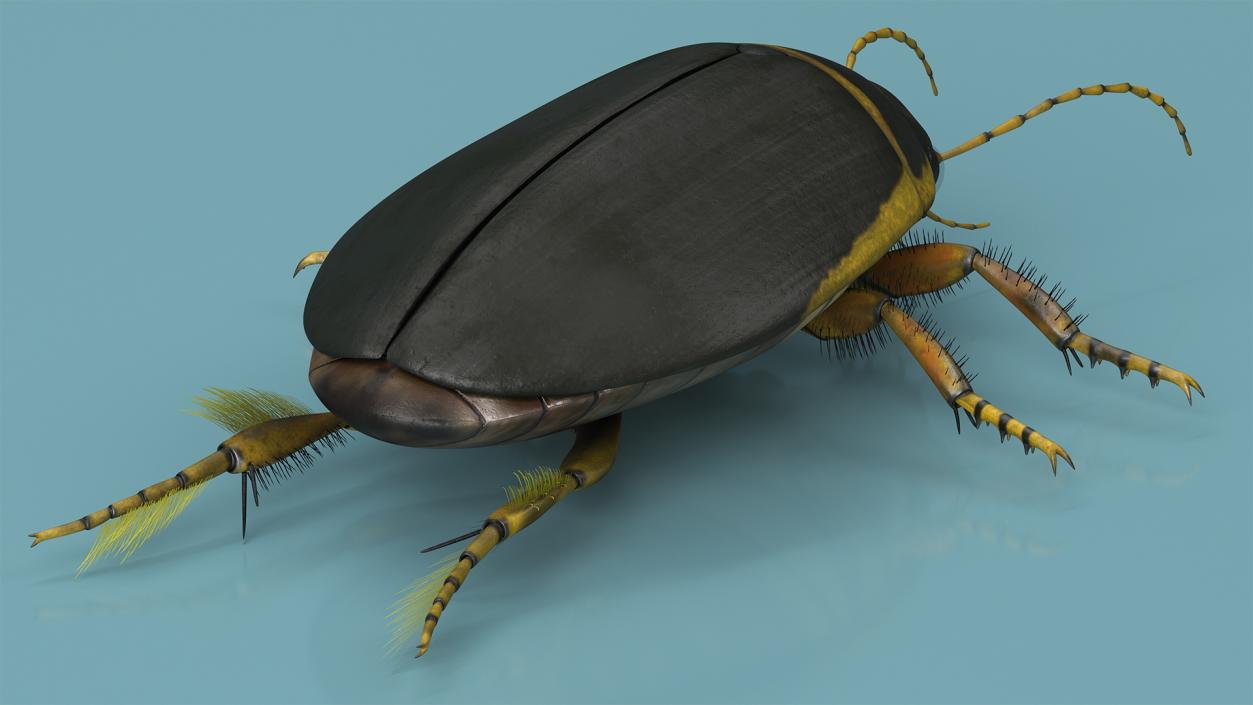 3D Insect Water Beetle Brown Rigged for Maya