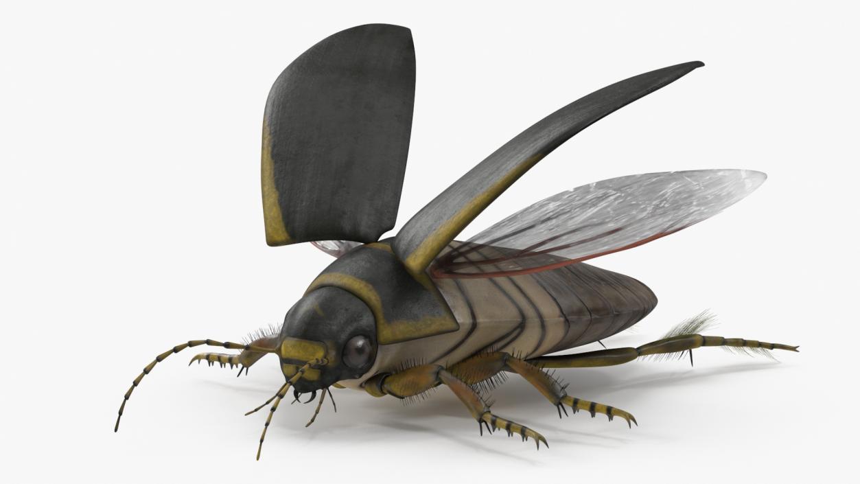 3D Insect Water Beetle Brown Rigged for Maya