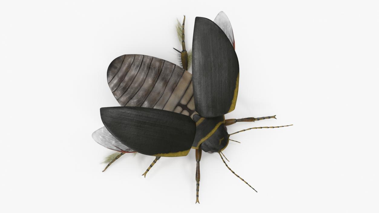 3D Insect Water Beetle Brown Rigged for Maya