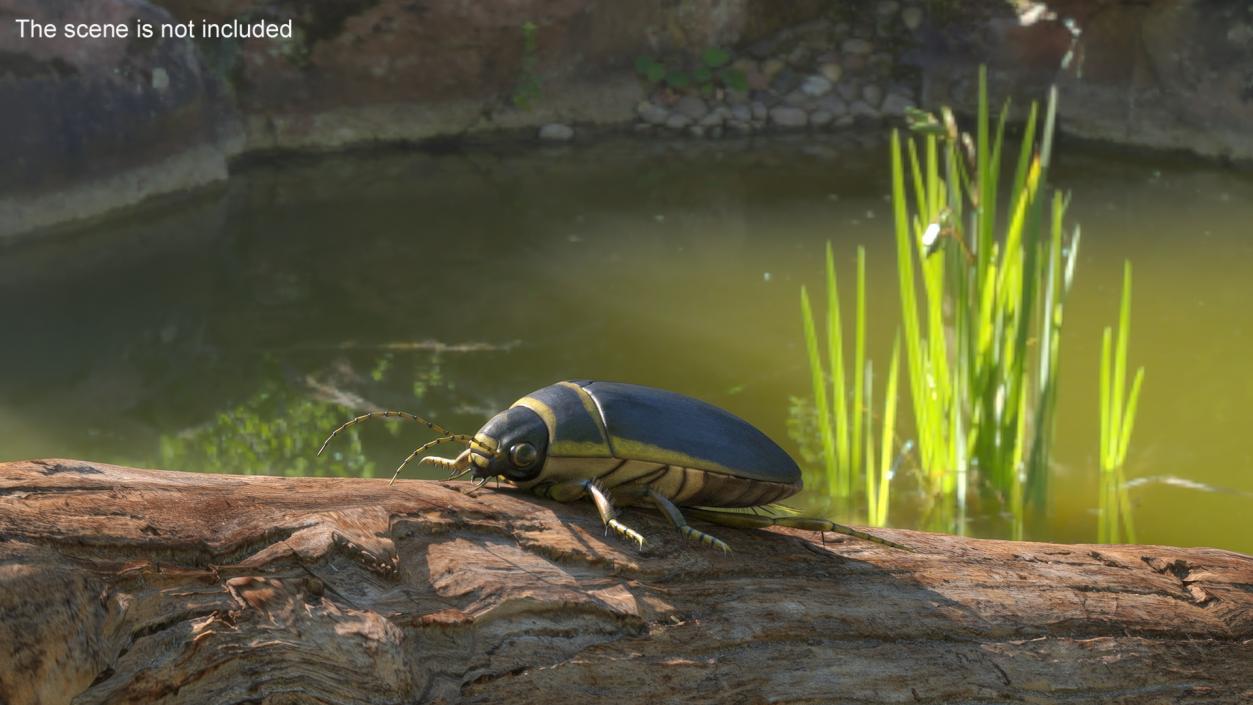 3D Insect Water Beetle Brown Rigged for Maya