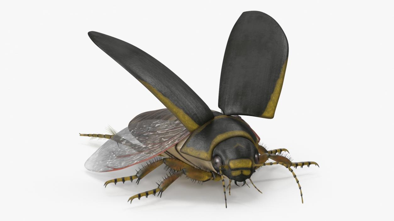 3D Insect Water Beetle Brown Rigged for Maya