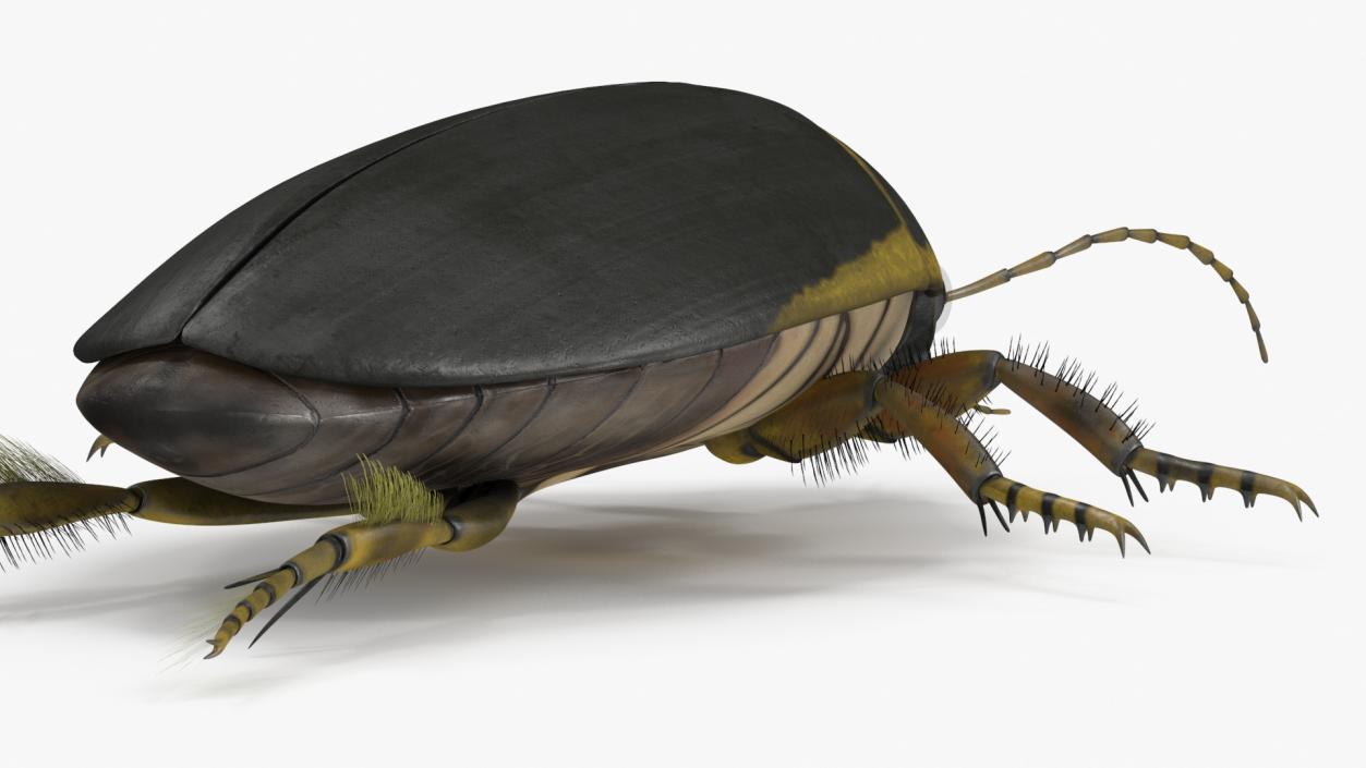 3D Insect Water Beetle Brown Rigged for Maya