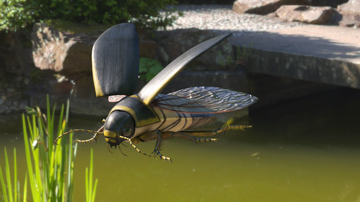 3D Insect Water Beetle Brown Rigged for Maya