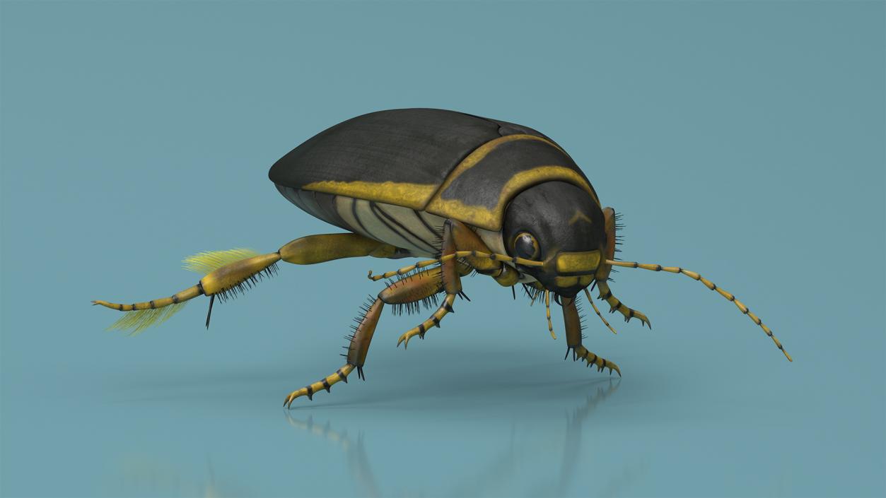 3D Insect Water Beetle Brown Rigged for Maya