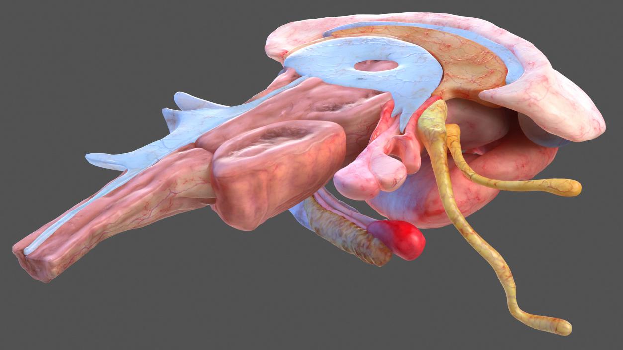 3D Human Head Full Anatomy model