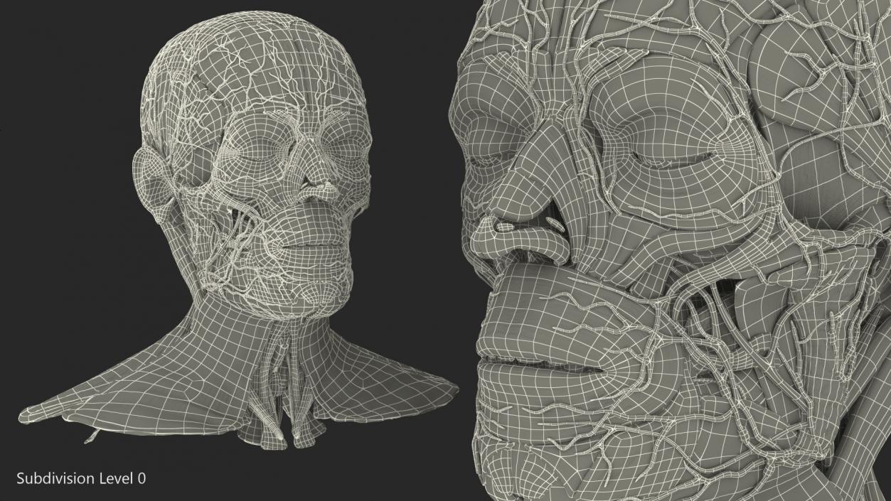 3D Human Head Full Anatomy model