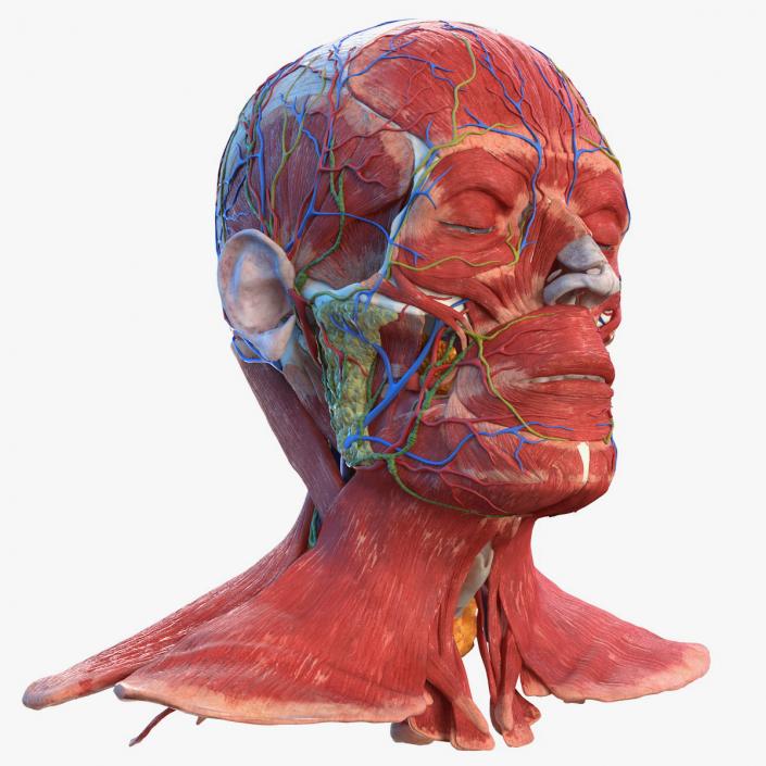 3D Human Head Full Anatomy model