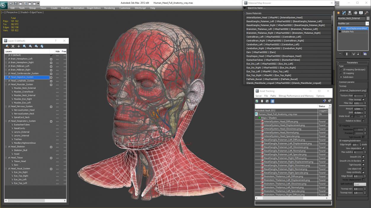 3D Human Head Full Anatomy model