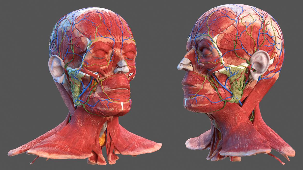 3D Human Head Full Anatomy model