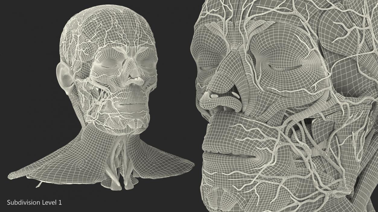 3D Human Head Full Anatomy model