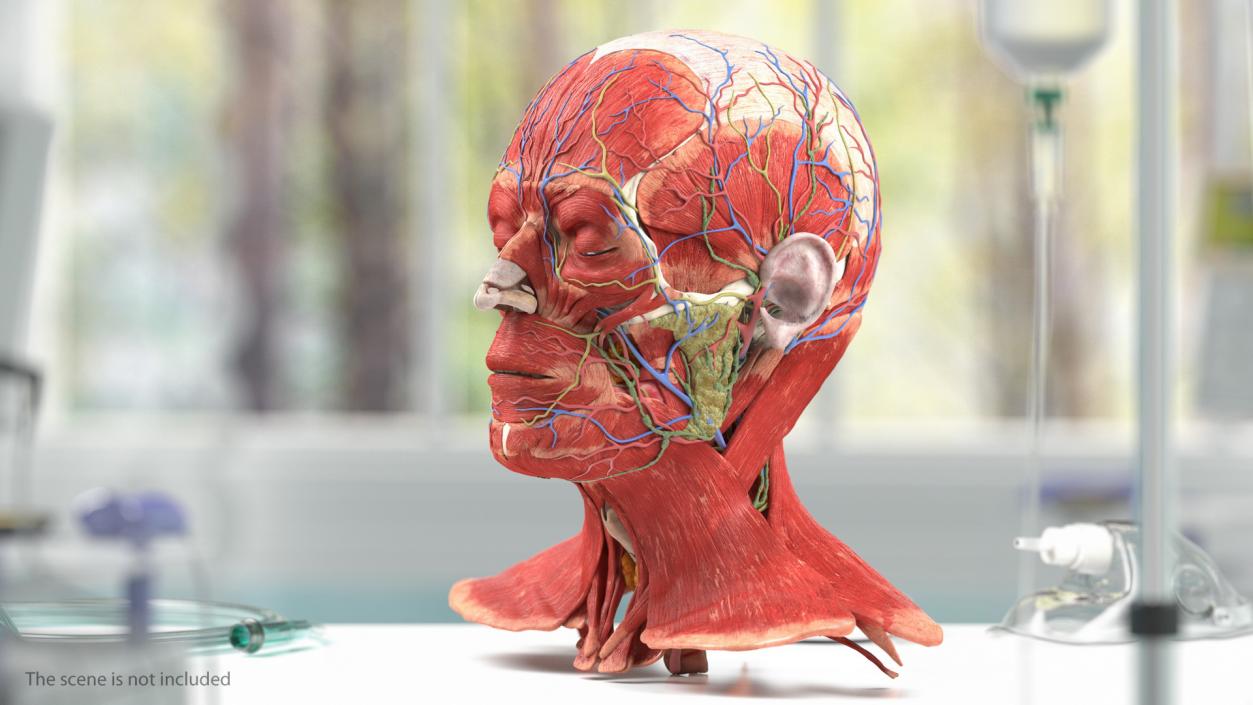 3D Human Head Full Anatomy model